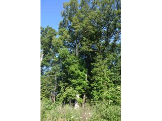 Property photo 4 - 64 Acre Farm Offered in 4 Tracts or in Combinations - Real Estate Auction